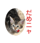 子猫の日常使いスタンプ（個別スタンプ：21）