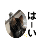 子猫の日常使いスタンプ（個別スタンプ：22）