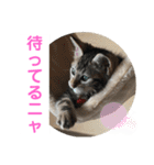子猫の日常使いスタンプ（個別スタンプ：23）