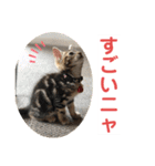 子猫の日常使いスタンプ（個別スタンプ：24）