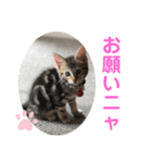 子猫の日常使いスタンプ（個別スタンプ：25）