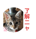 子猫の日常使いスタンプ（個別スタンプ：26）