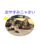 子猫の日常使いスタンプ（個別スタンプ：27）