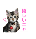 子猫の日常使いスタンプ（個別スタンプ：29）