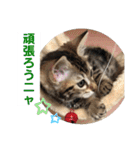 子猫の日常使いスタンプ（個別スタンプ：30）