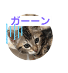 子猫の日常使いスタンプ（個別スタンプ：31）