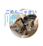 子猫の日常使いスタンプ（個別スタンプ：32）