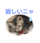 子猫の日常使いスタンプ（個別スタンプ：33）