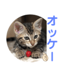 子猫の日常使いスタンプ（個別スタンプ：34）