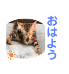 子猫の日常使いスタンプ（個別スタンプ：35）