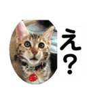 子猫の日常使いスタンプ（個別スタンプ：36）
