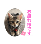 子猫の日常使いスタンプ（個別スタンプ：37）