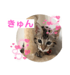 子猫の日常使いスタンプ（個別スタンプ：38）