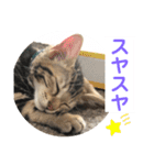 子猫の日常使いスタンプ（個別スタンプ：39）