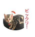 子猫の日常使いスタンプ（個別スタンプ：40）