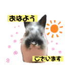 うさぎのめめちやん（増量版）（個別スタンプ：1）