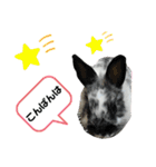 うさぎのめめちやん（増量版）（個別スタンプ：3）