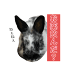 うさぎのめめちやん（増量版）（個別スタンプ：5）
