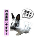 うさぎのめめちやん（増量版）（個別スタンプ：12）