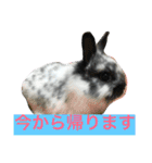 うさぎのめめちやん（増量版）（個別スタンプ：15）