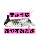 うさぎのめめちやん（増量版）（個別スタンプ：16）
