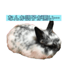 うさぎのめめちやん（増量版）（個別スタンプ：17）