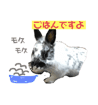 うさぎのめめちやん（増量版）（個別スタンプ：27）