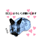 うさぎのめめちやん（増量版）（個別スタンプ：31）