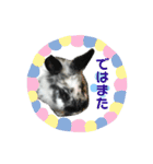 うさぎのめめちやん（増量版）（個別スタンプ：32）