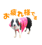わんたすてぃっく★フォー（個別スタンプ：1）