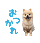 わんたすてぃっく★フォー（個別スタンプ：2）
