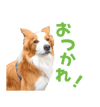 わんたすてぃっく★フォー（個別スタンプ：3）