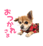 わんたすてぃっく★フォー（個別スタンプ：4）