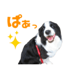 わんたすてぃっく★フォー（個別スタンプ：5）