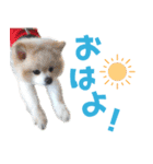 わんたすてぃっく★フォー（個別スタンプ：6）