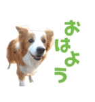 わんたすてぃっく★フォー（個別スタンプ：7）