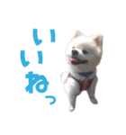 わんたすてぃっく★フォー（個別スタンプ：10）