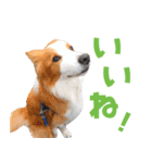 わんたすてぃっく★フォー（個別スタンプ：11）