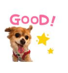 わんたすてぃっく★フォー（個別スタンプ：12）