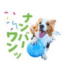 わんたすてぃっく★フォー（個別スタンプ：15）