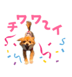 わんたすてぃっく★フォー（個別スタンプ：16）