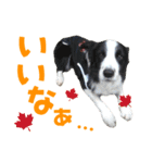 わんたすてぃっく★フォー（個別スタンプ：17）