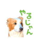 わんたすてぃっく★フォー（個別スタンプ：19）