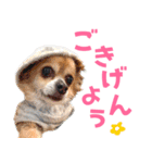 わんたすてぃっく★フォー（個別スタンプ：20）