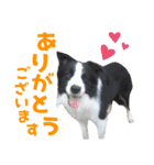 わんたすてぃっく★フォー（個別スタンプ：21）