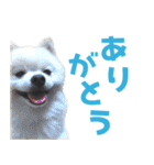 わんたすてぃっく★フォー（個別スタンプ：22）