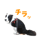 わんたすてぃっく★フォー（個別スタンプ：29）