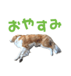 わんたすてぃっく★フォー（個別スタンプ：31）