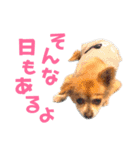 わんたすてぃっく★フォー（個別スタンプ：36）