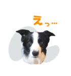 わんたすてぃっく★フォー（個別スタンプ：37）